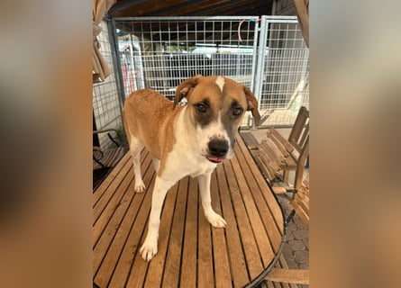 Bounty – ein Herz auf vier Pfoten sucht ihr Zuhause