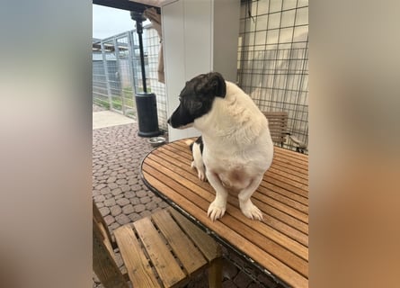 Die liebenswerte Papuci sucht ihr Zuhause!