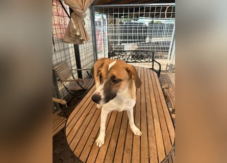 Bounty – ein Herz auf vier Pfoten sucht ihr Zuhause