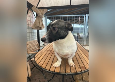 Die liebenswerte Papuci sucht ihr Zuhause!