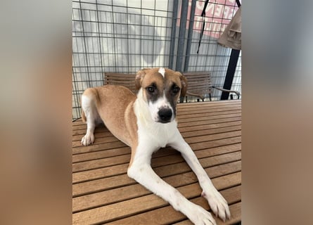 Bounty – ein Herz auf vier Pfoten sucht ihr Zuhause