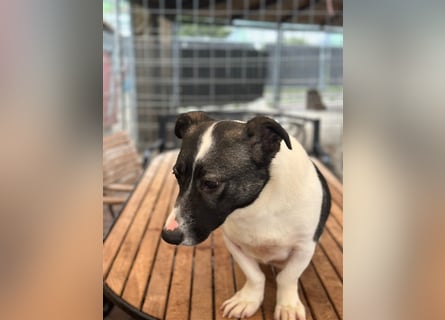 Die liebenswerte Papuci sucht ihr Zuhause!