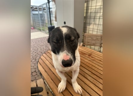 Die liebenswerte Papuci sucht ihr Zuhause!