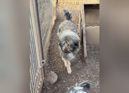 Nika braucht Liebe, ein Zuhause - und genau DICH!