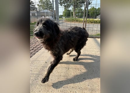 Fadia – gute Laune auf vier Pfoten