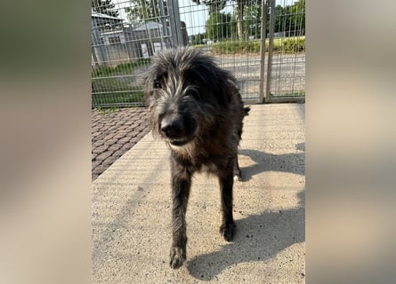 Fadia – gute Laune auf vier Pfoten