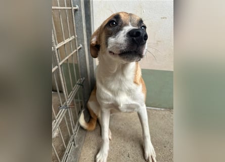 Bounty – ein Herz auf vier Pfoten sucht ihr Zuhause