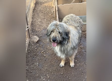 Nika braucht Liebe, ein Zuhause - und genau DICH!