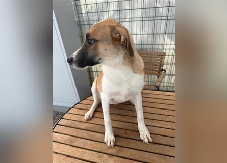 Bounty – ein Herz auf vier Pfoten sucht ihr Zuhause