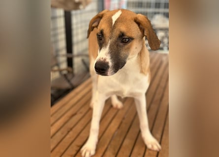 Bounty – ein Herz auf vier Pfoten sucht ihr Zuhause