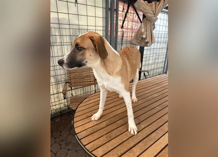 Bounty – ein Herz auf vier Pfoten sucht ihr Zuhause