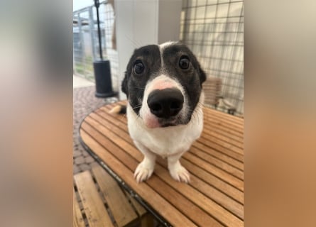 Die liebenswerte Papuci sucht ihr Zuhause!