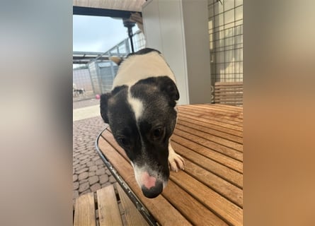 Die liebenswerte Papuci sucht ihr Zuhause!