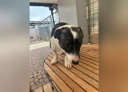 Die liebenswerte Papuci sucht ihr Zuhause!