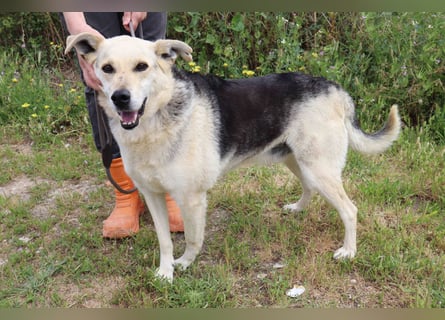 ♦️INDIO • CHICO ♦️ 2 von ~650 Hunden in der Cantinho da Milu ❗️
