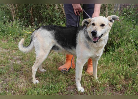 ♦️INDIO • CHICO ♦️ 2 von ~650 Hunden in der Cantinho da Milu ❗️