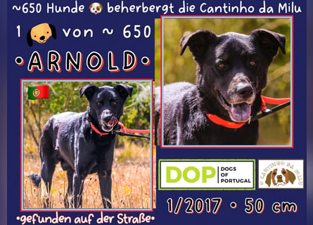 ♦️INDIO • CHICO ♦️ 2 von ~650 Hunden in der Cantinho da Milu ❗️