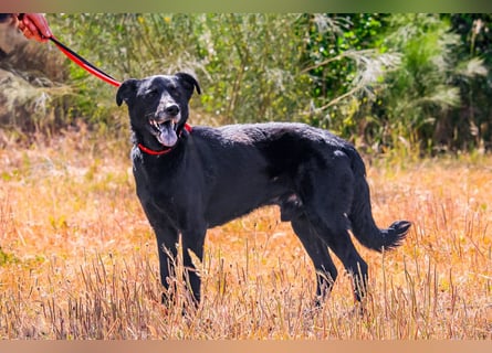 ♦️INDIO • CHICO ♦️ 2 von ~650 Hunden in der Cantinho da Milu ❗️