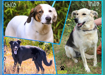 ♦️INDIO • CHICO ♦️ 2 von ~650 Hunden in der Cantinho da Milu ❗️