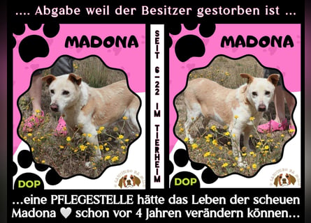 PFLEGESTELLEN GESUCHT ♦️ Tierheim Cantinho da Milu