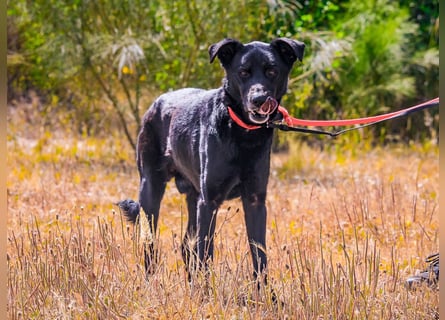 ♦️INDIO • CHICO ♦️ 2 von ~650 Hunden in der Cantinho da Milu ❗️
