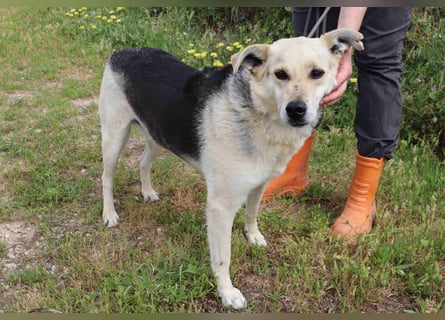 ♦️INDIO • CHICO ♦️ 2 von ~650 Hunden in der Cantinho da Milu ❗️