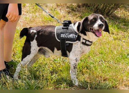 ❇️ ROBIN ❇️  Kennt das Leben im Haus