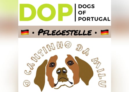 PFLEGESTELLEN GESUCHT ♦️ Tierheim Cantinho da Milu
