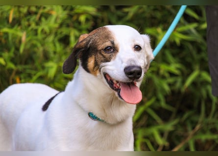 ♦️INDIO • CHICO ♦️ 2 von ~650 Hunden in der Cantinho da Milu ❗️