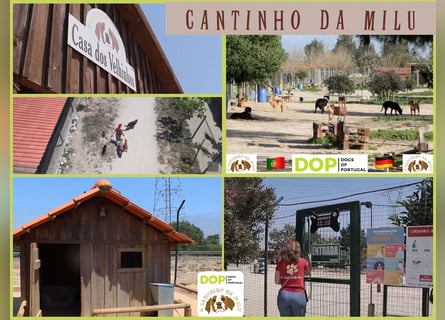 PFLEGESTELLEN GESUCHT ♦️ Tierheim Cantinho da Milu