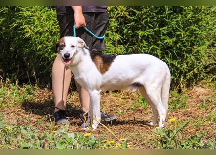 ♦️INDIO • CHICO ♦️ 2 von ~650 Hunden in der Cantinho da Milu ❗️