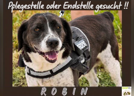❇️ Der Liebe ROBIN – soll das Tierheim verlassen dürfen ❇️