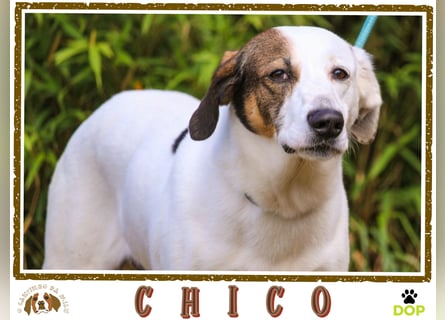 ♦️INDIO • CHICO ♦️ 2 von ~650 Hunden in der Cantinho da Milu ❗️