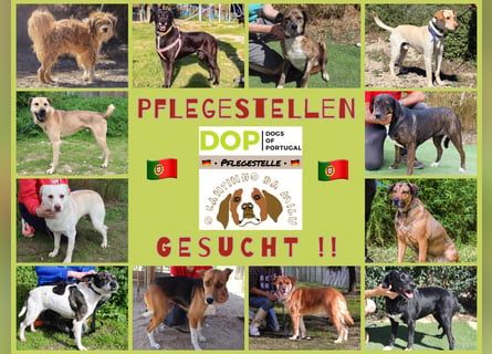 PFLEGESTELLEN GESUCHT ♦️ Tierheim Cantinho da Milu