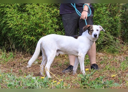 ♦️INDIO • CHICO ♦️ 2 von ~650 Hunden in der Cantinho da Milu ❗️