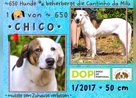 ♦️INDIO • CHICO ♦️ 2 von ~650 Hunden in der Cantinho da Milu ❗️