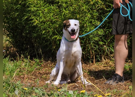 ♦️INDIO • CHICO ♦️ 2 von ~650 Hunden in der Cantinho da Milu ❗️