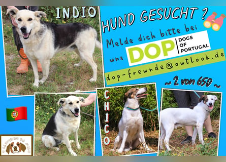 ♦️INDIO • CHICO ♦️ 2 von ~650 Hunden in der Cantinho da Milu ❗️
