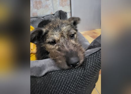 Rumänische Mischlingshündin sucht Zuhause