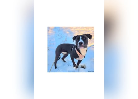 Shadow sucht ein neues Zuhause