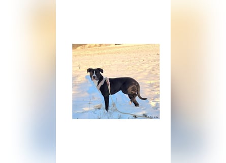 Shadow sucht ein neues Zuhause