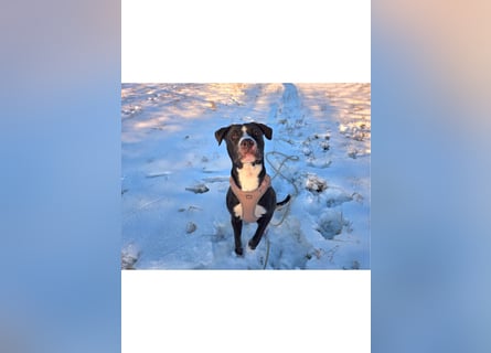 Shadow sucht ein neues Zuhause