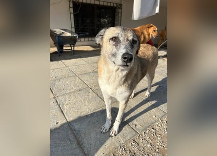 Unkomplizierte Hündin Kira sucht ein Zuhause
