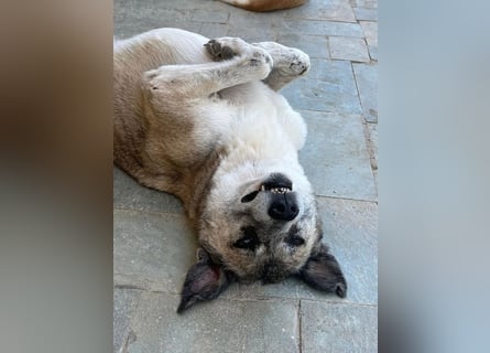 Unkomplizierte Hündin Kira sucht ein Zuhause