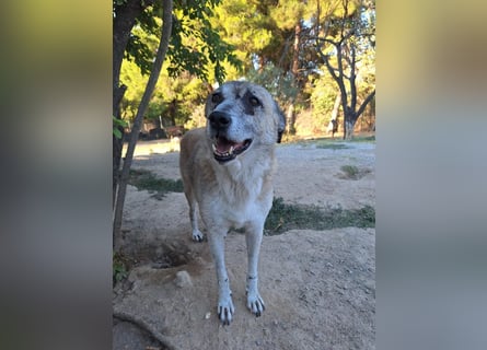 Unkomplizierte Hündin Kira sucht ein Zuhause