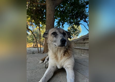 Unkomplizierte Hündin Kira sucht ein Zuhause