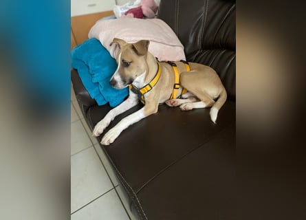 Paolo: unkomplizierter Anfängerhund