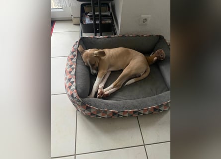 Paolo: unkomplizierter Anfängerhund