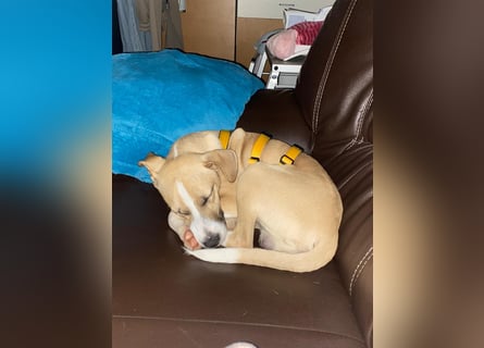 Paolo: unkomplizierter Anfängerhund