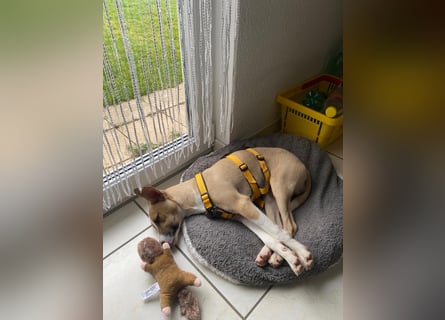 Paolo: unkomplizierter Anfängerhund